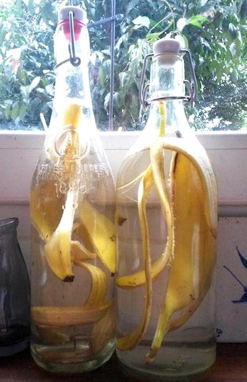 hacer fertilizante con cáscaras de plátano