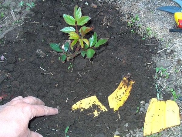 poner cáscaras de plátano al plantar plántulas