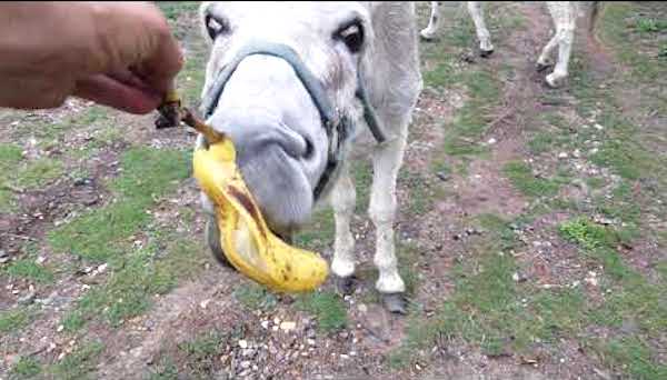 dar cáscaras de plátano a los animales