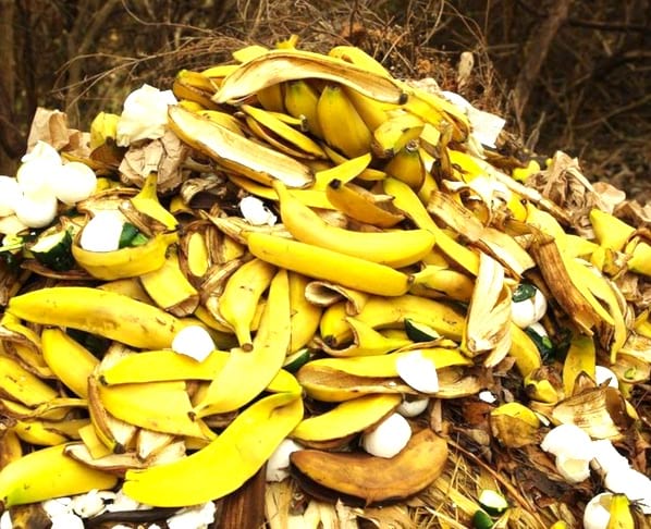 poner cáscaras de plátano en el abono