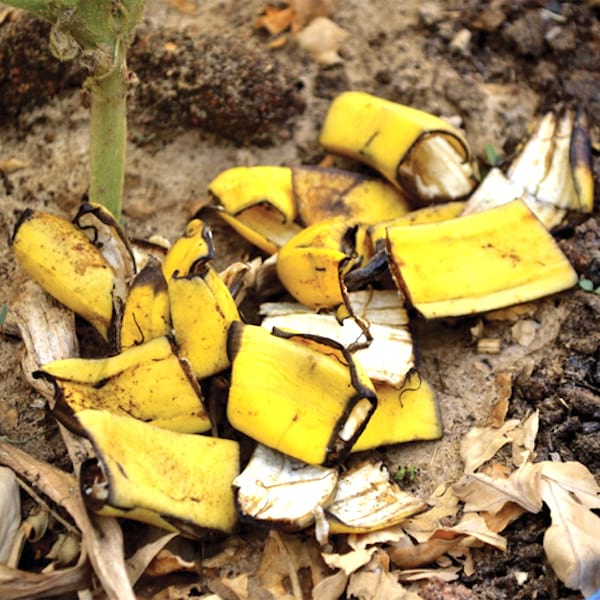 poner cáscaras de plátano para mejorar la composición del suelo de potasio