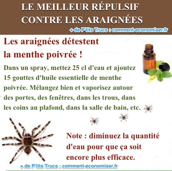 Use aceite esencial de menta contra las arañas