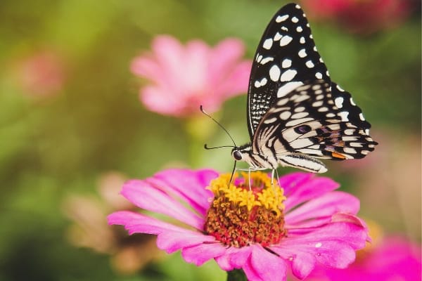 Una mariposa sobre una flor rosa