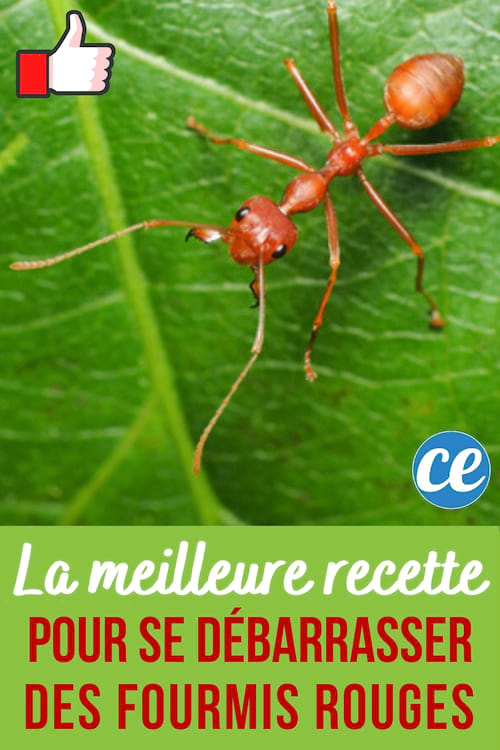 Hormigas rojas: ¡El secreto para deshacerse de ellas sin insecticida!