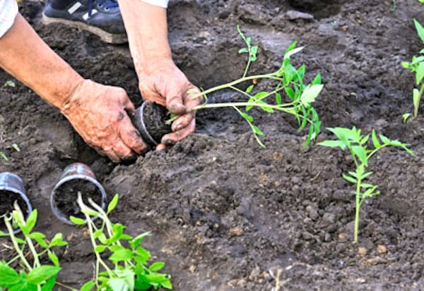 cómo plantar tomates correctamente