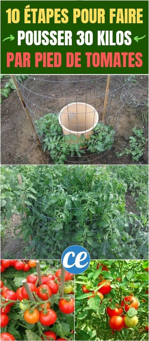 ¿Cómo cultivar tomates fácilmente? 10 pasos para cultivar entre 15-30 kilos por pie de tomates.