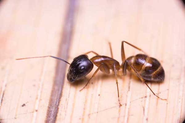 repelente de hormigas natural