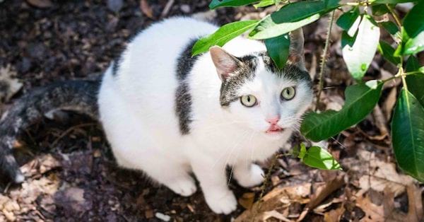 repelente natural para gatos con vinagre blanco