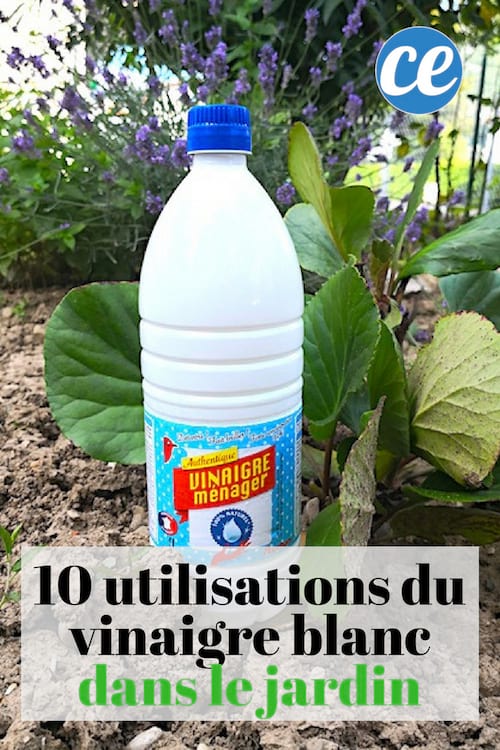 10 usos del vinagre blanco en el jardín