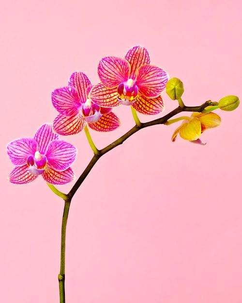 ¿Con qué frecuencia debemos regar las orquídeas Phalaenopsis? Siga la guía de riego FÁCIL.