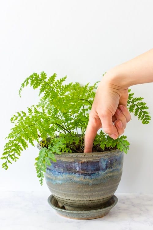 En caso de duda, la prueba infalible de cuándo regar sus plantas es tocar la tierra con el dedo.