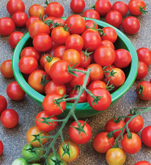 Un paquete de tomates en una cuenca verde.