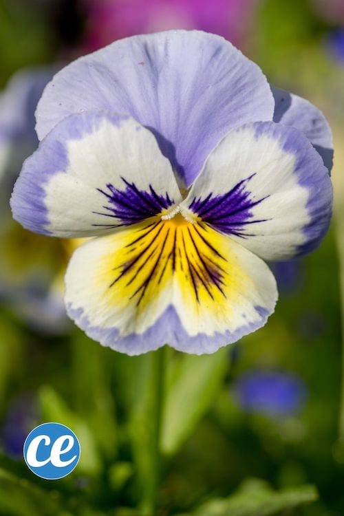 Una flor de viola tricolor
