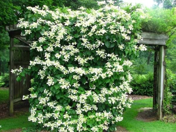 Pérgola de jardín con flores blancas