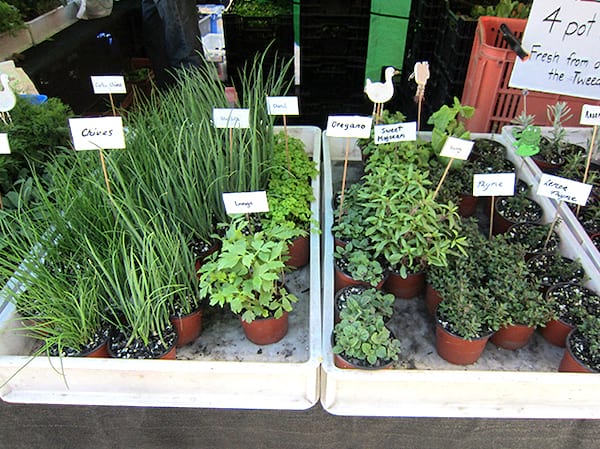 Olla de hierbas aromáticas en el centro de jardinería