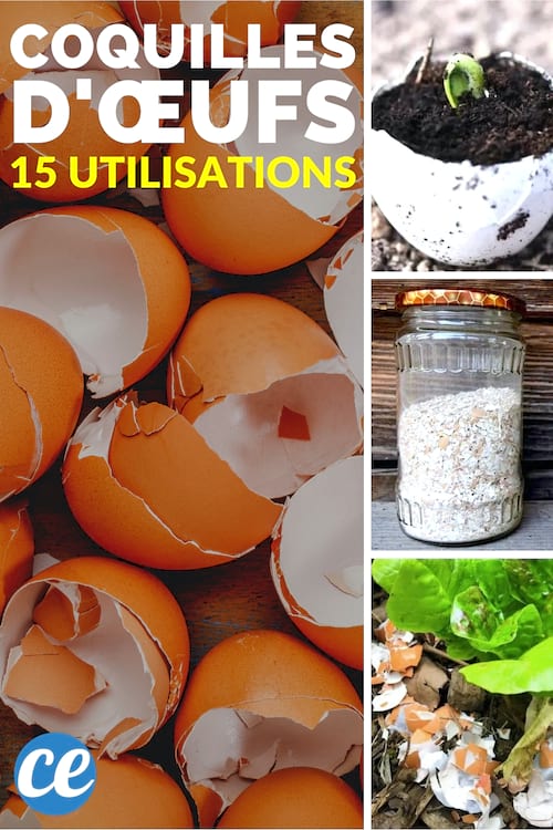 15 usos de las cáscaras de huevo para el hogar, la salud y el jardín