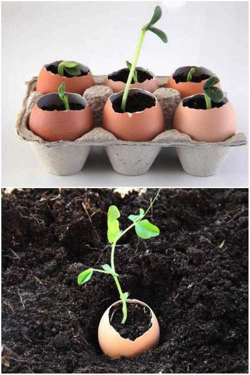 Usa cáscaras de huevo para cultivar semillas