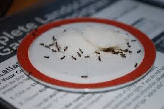 Bicarbonato de sodio para matar hormigas