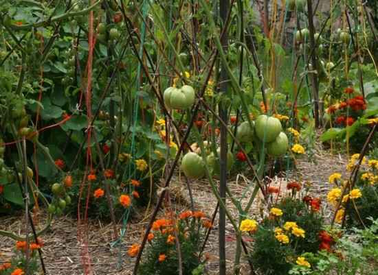 poner preocupaciones debajo de las plantas de tomate para evitar enfermedades