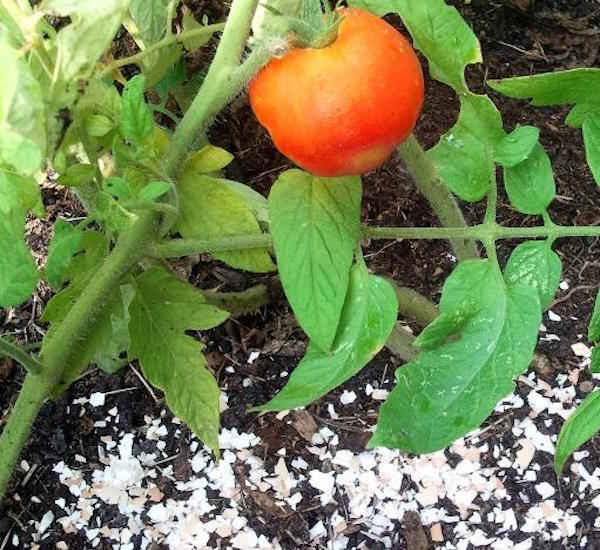 use cáscaras de huevo para evitar que las plantas de tomate se pudran