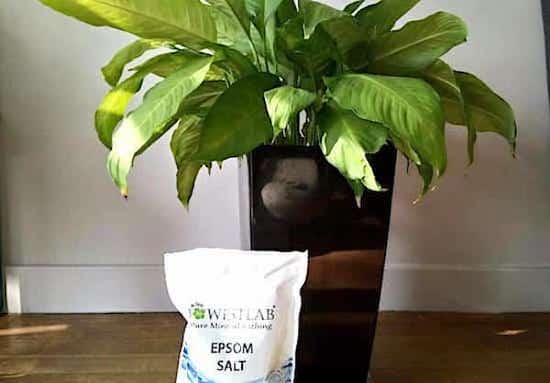La sal de Epsom es un fertilizante natural para plantas verdes.