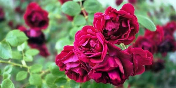 ¿El sulfato de magnesio es bueno para las rosas?