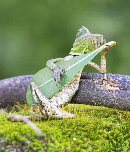 Camaleón tocando la guitarra