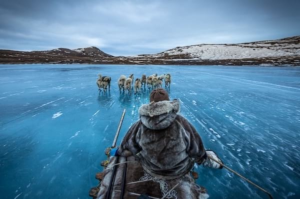 Hombre en el hielo con sus trineos y sus perros