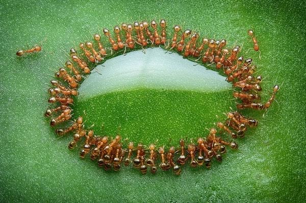 Varias hormigas rodean una gota de miel en una hoja.