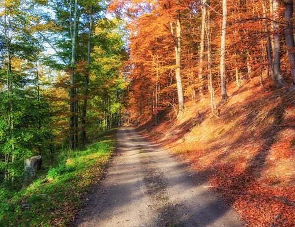 Bosque otoñal con un camino que separa dos colores de hojas diferentes.