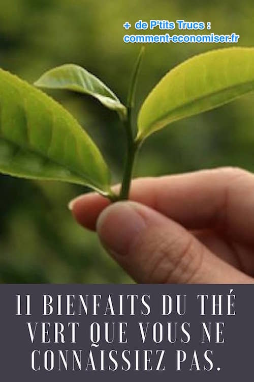 Descubre-los-11-beneficios-del-té-verde