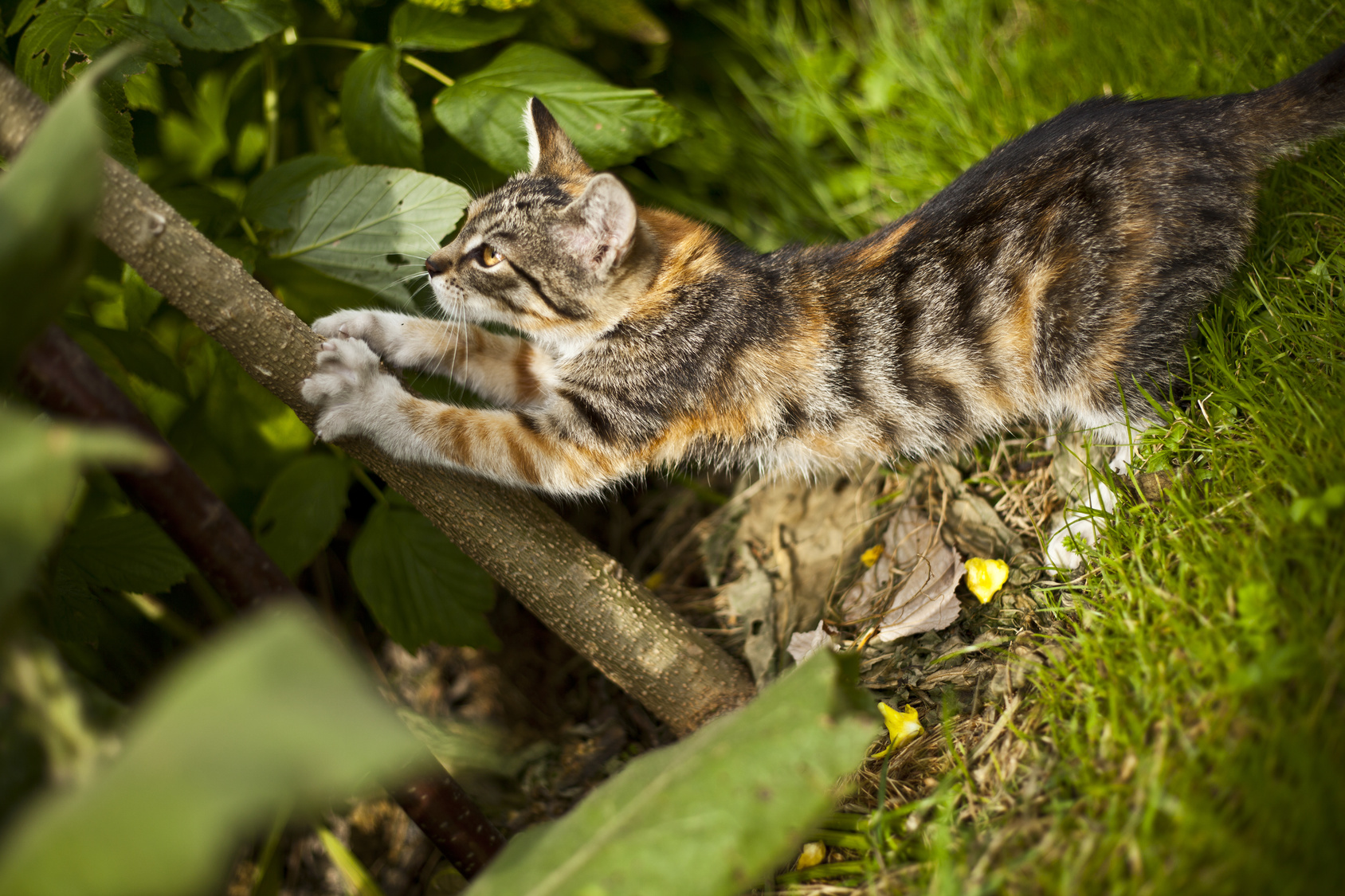 ¿Cómo alejar a los gatos de tu jardín?