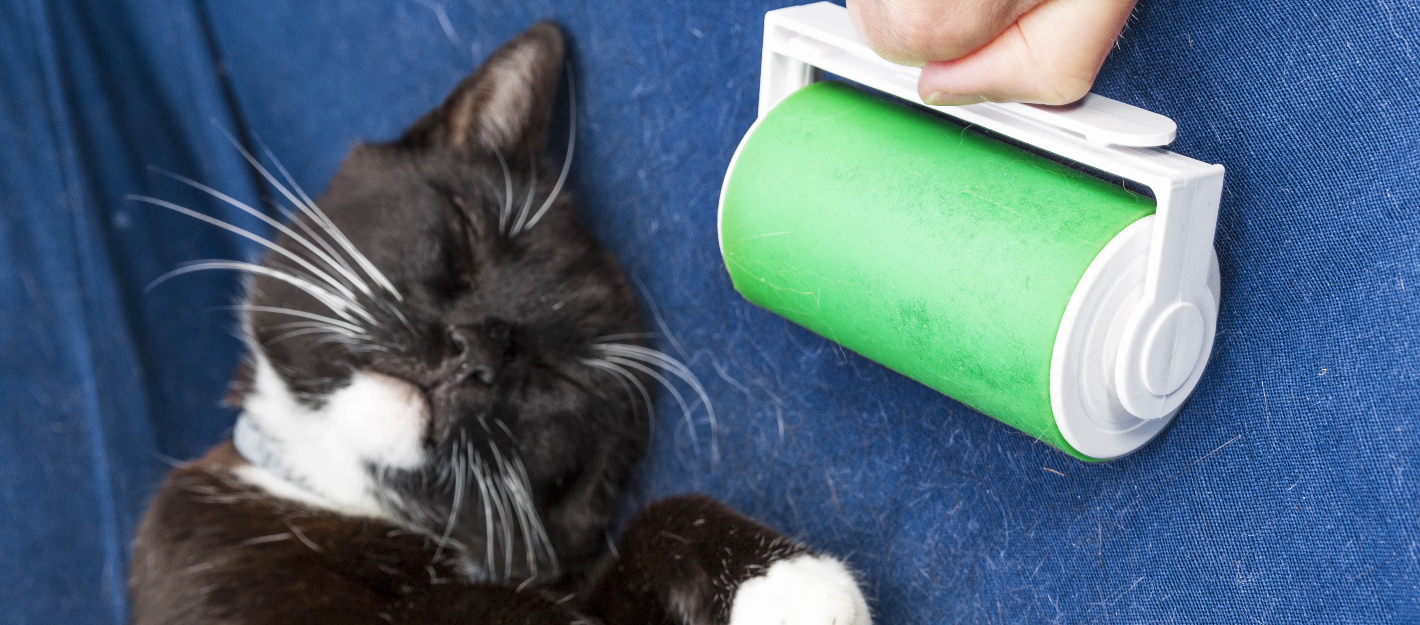 10 ustoppelige tips for å bli kvitt kattehår.
