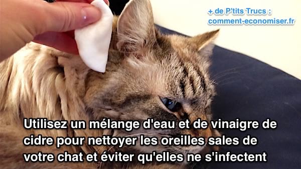 Use vinagre de sidra de manzana y agua para limpiar las orejas sucias de los gatos