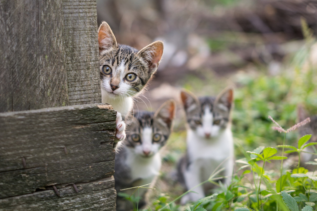 طارد طبيعي يعمل على إبعاد القطط عن الحديقة.