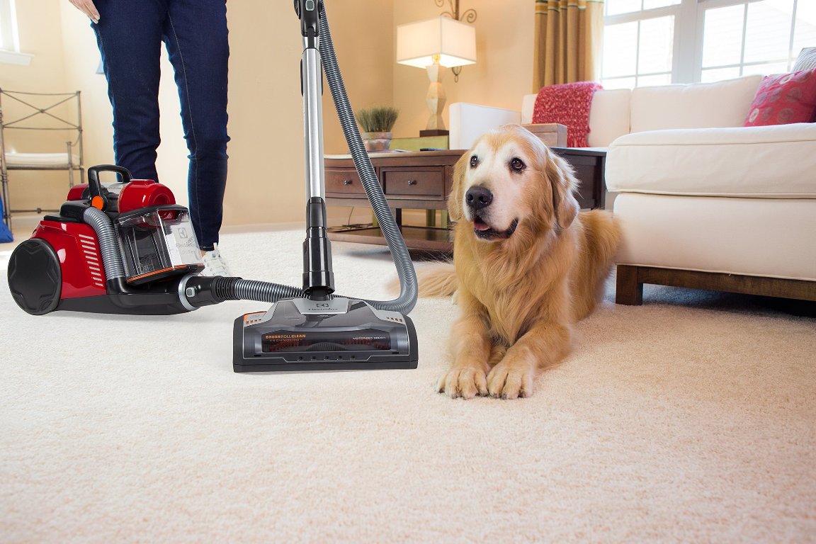 Den enkle måten å fjerne hundehår fra teppet.