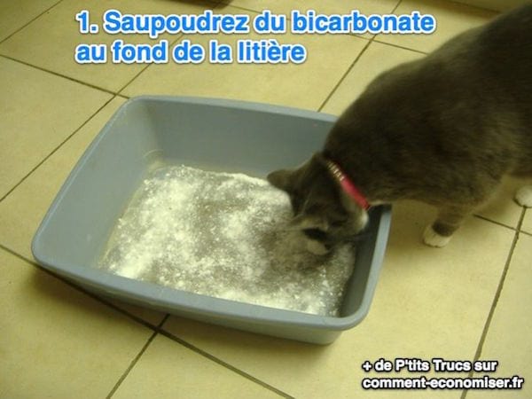 Espolvoree bicarbonato de sodio en el fondo de la caja de arena de su gato.