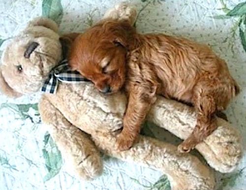 एक विशाल मुलायम खिलौने के साथ बहुत छोटा भूरा कुत्ता