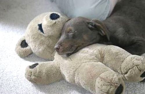 pilkas šuniukas miega ant savo minkšto žaislo