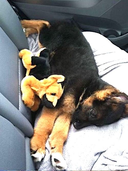 šuniukas miega automobilyje su savo žaislais