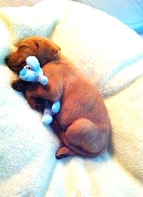 كلب رضيع ينام مع لعبته الزرقاء الناعمة