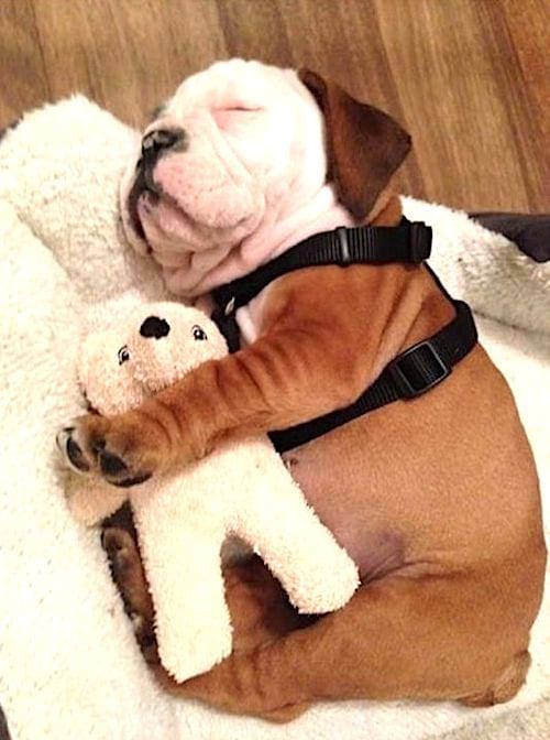 pequeño bulldog con su peluche
