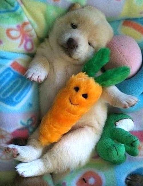 smėlio spalvos šuniukas su miela pliušine morka