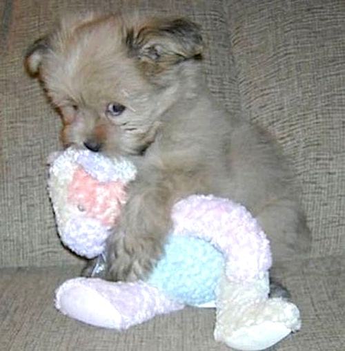 mielas šuniukas su baltu minkštu žaislu