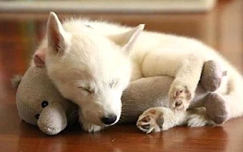 प्यारा सफेद पिल्ला अपने भरवां खिलौने के साथ झपकी ले रहा है