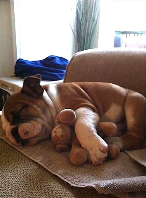 miegantis buldogo šuniukas su mažu minkštu žaislu