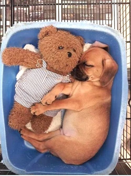 cachorro dormindo em uma tigela com um ursinho de pelúcia