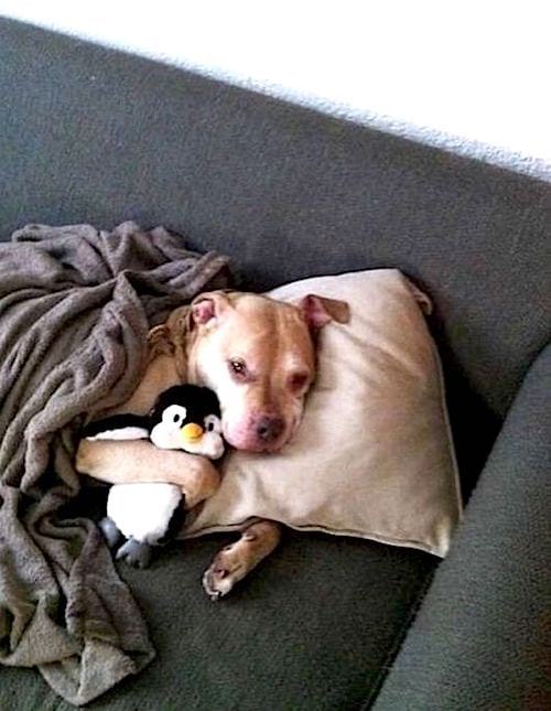 कंबल के नीचे आलीशान पेंगुइन के साथ सोता हुआ कुत्ता