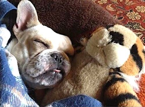 perro durmiendo debajo de su manta sacando la lengua