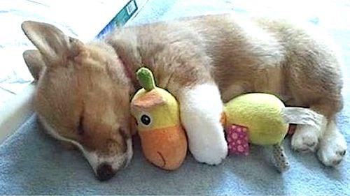 smėlio spalvos šuniukas, miegantis su savo minkštu žaislu